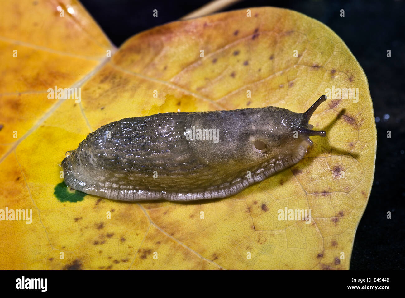 Slug Arionidae Arion sp Foto Stock