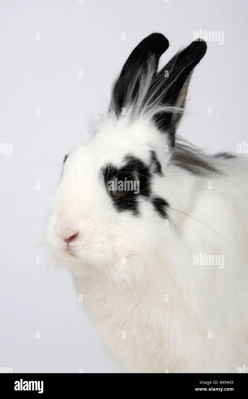 Lion maned Dwarf Rabbit hotot coniglio domestico Foto Stock