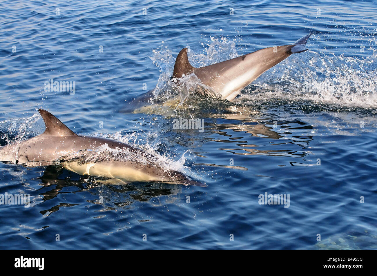 Delfino comune Delphinus delphis nelle acque europee sulla superficie violazione Foto Stock