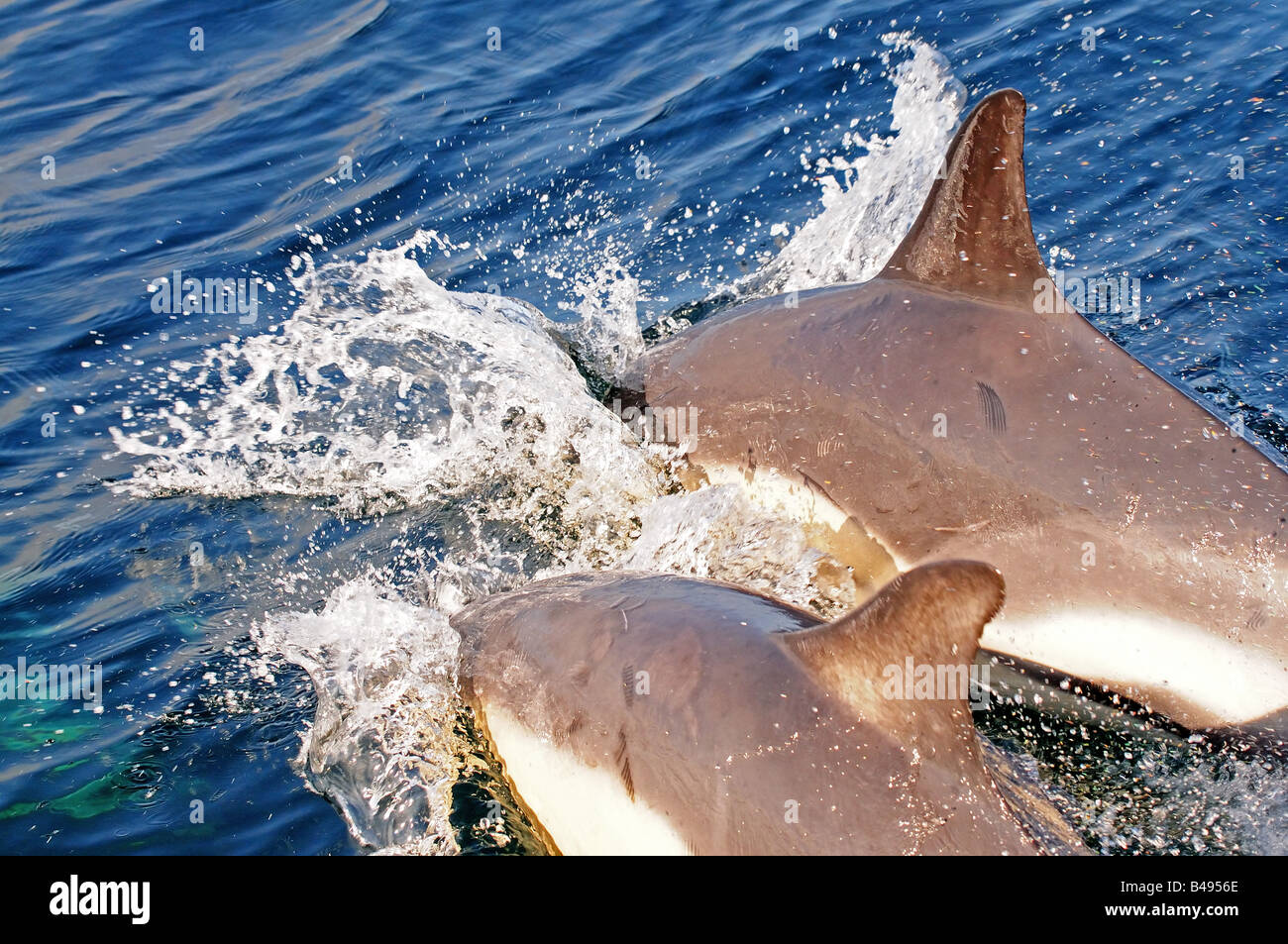 Delfino comune Delphinus delphis nelle acque europee sulla superficie Foto Stock