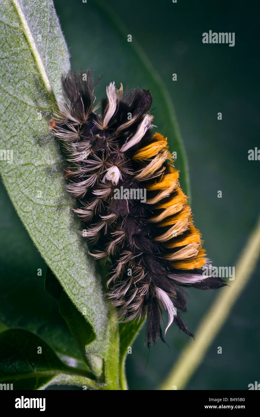 Milkweed Tussock Moth Caterpillar Euchaetes egle Foto Stock