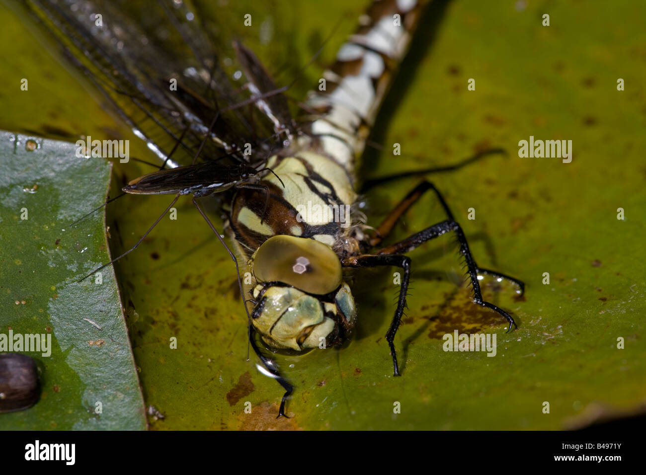 Pond Skaters (Derris lacustris) alimentazione su Southern Hawker Dragonfly (Aeshna cyanea) Inghilterra England Regno Unito Foto Stock