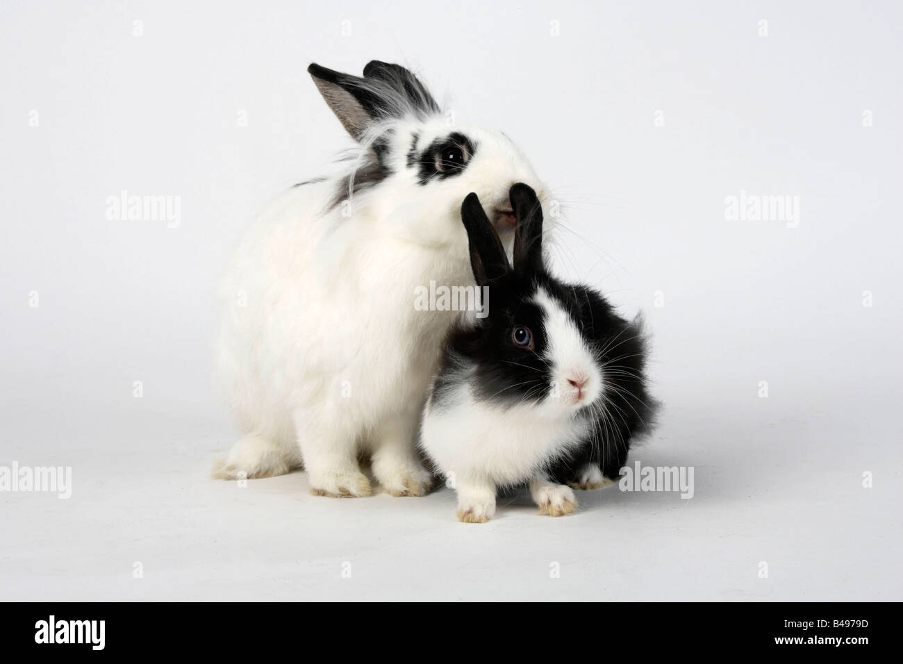 Lion maned Dwarf Rabbit hotot con giovani in bianco e nero il coniglio domestico Foto Stock