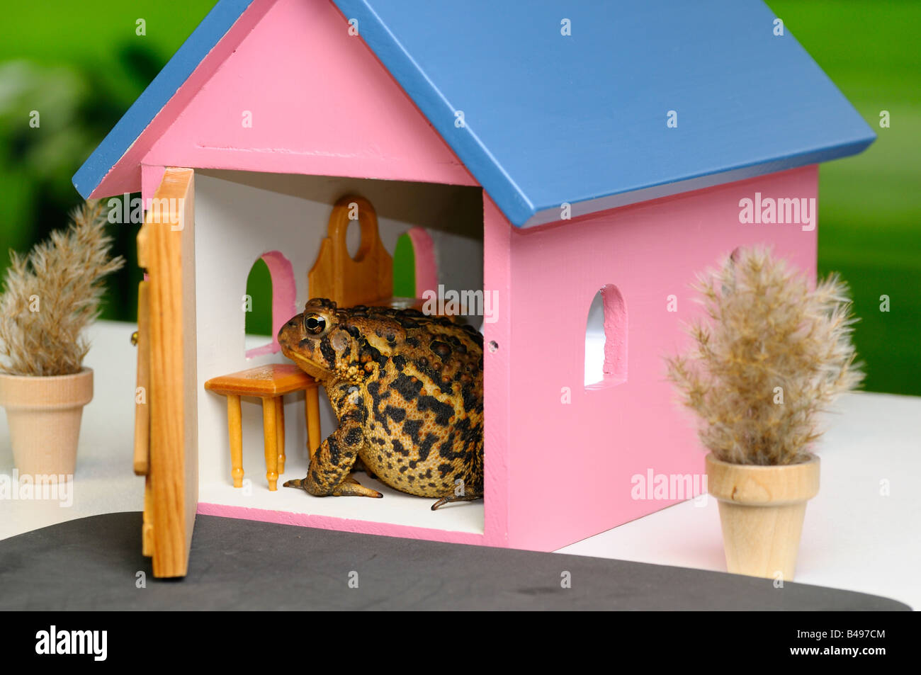 American Toad guardando fuori da una finestra in una miniatura casa arredata con lo sportello aperto Foto Stock