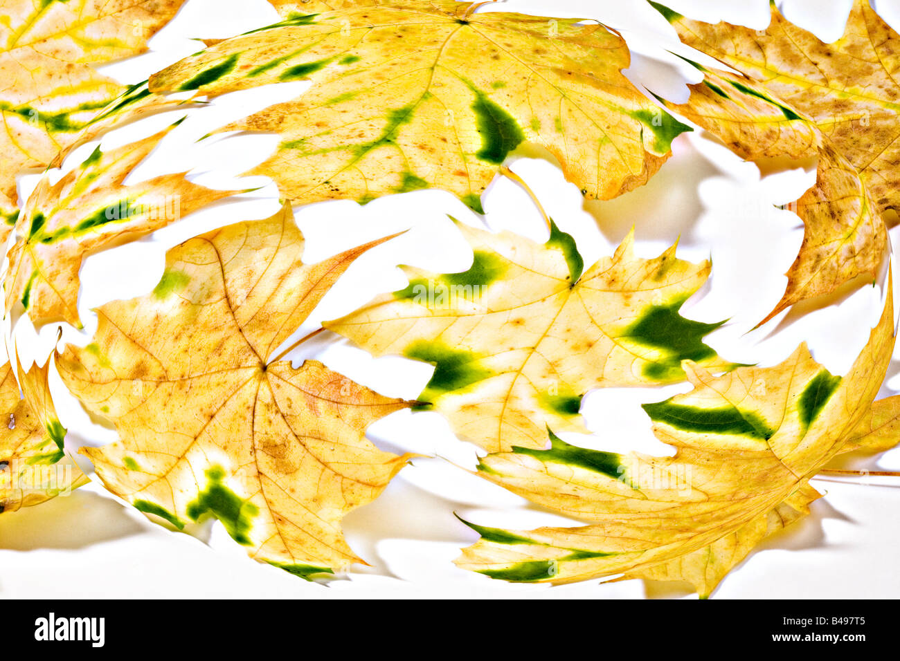 Foglie Foto Stock Foglie Foto Stock