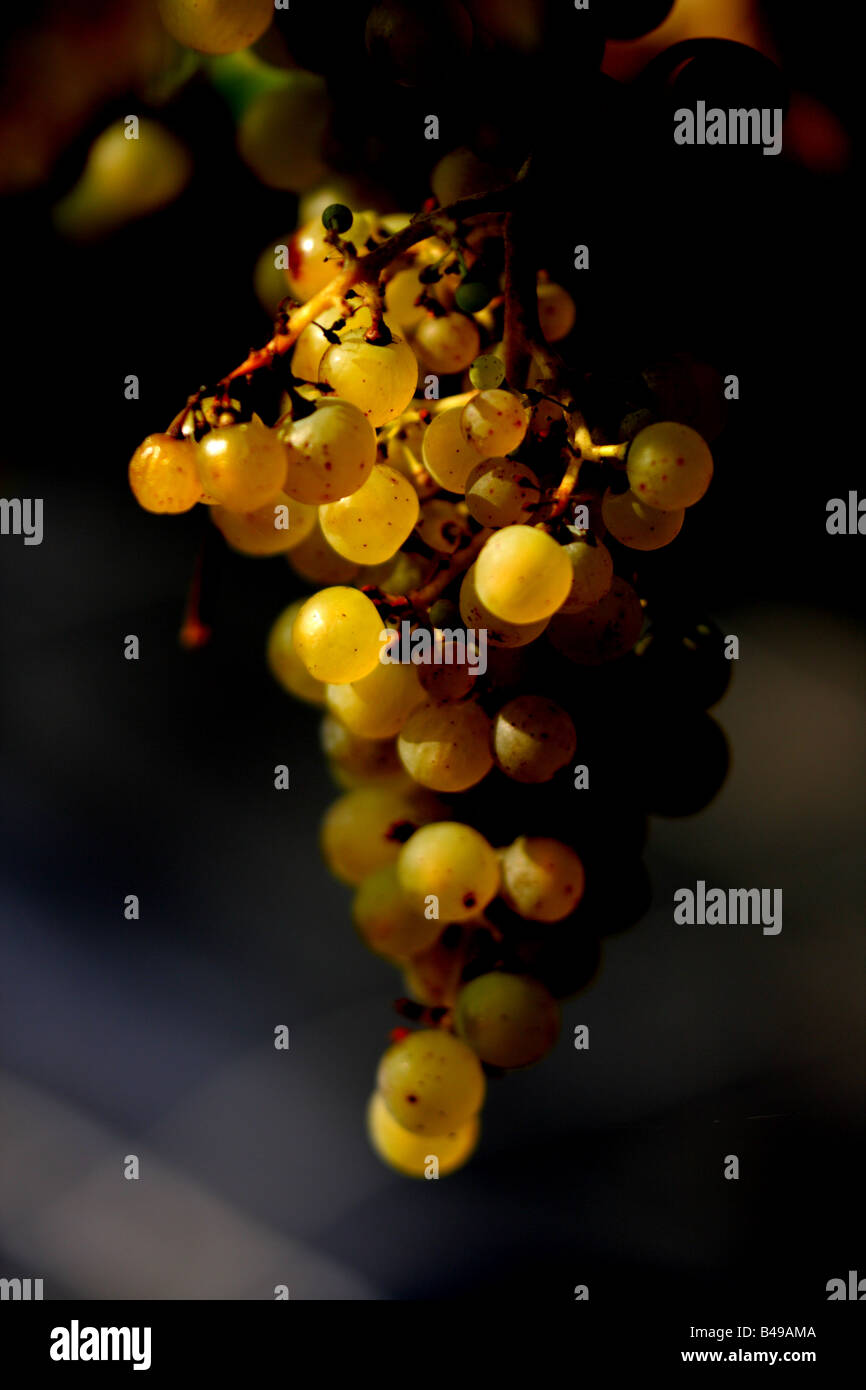 Un grappolo di uva Foto Stock
