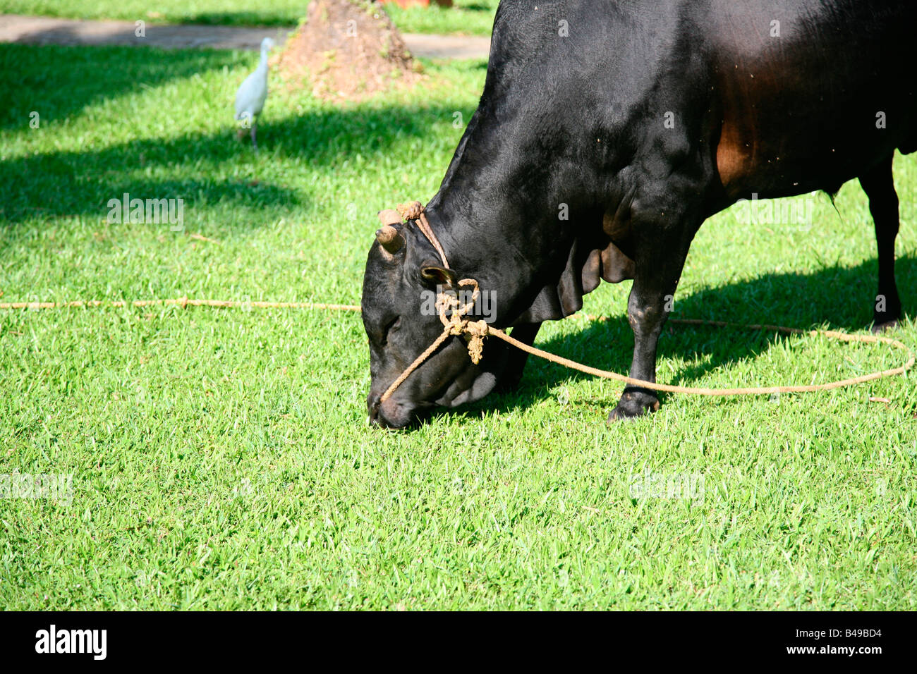 Vechoor mucca, una specie in via di estinzione di mucca trovata in Kerala, India Foto Stock