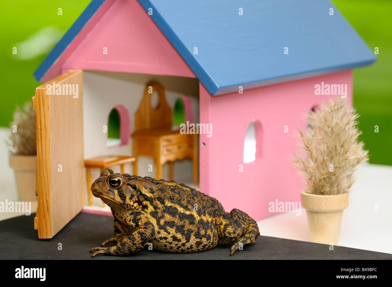 Il rospo americano in piedi al di fuori di una rosa in miniatura arredate casa giocattolo con lo sportello aperto Foto Stock