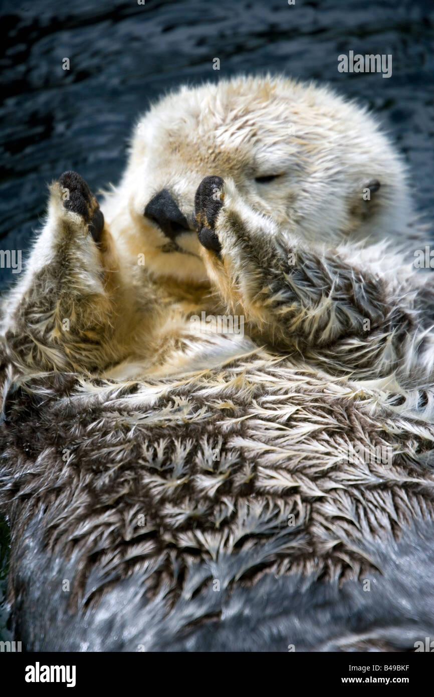 Sea Otter Enhydra lutris nuoto sulla sua schiena a Aquarium di Vancouver, British Columbia, Canada. Foto Stock