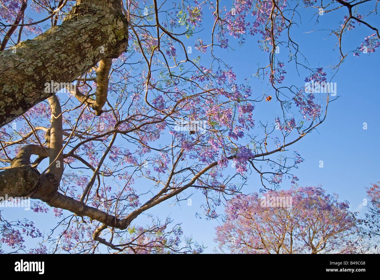 Blu (jacaranda Jacaranda mimosifolia) in fiore Foto Stock