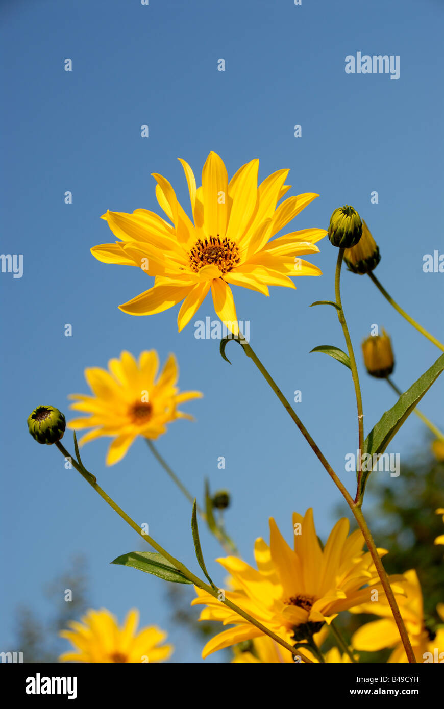 Stock Foto del fiore giallo helianthus maximiliani l'immagine è stata presa nei confronti di un cielo estivo blu Foto Stock