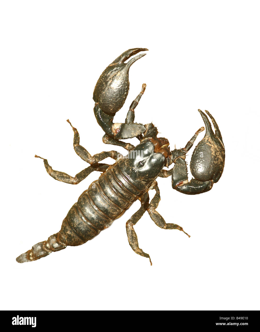 Interruzione di uno Scorpione dal Parco Nazionale di Khao Yai, Thailandia Foto Stock