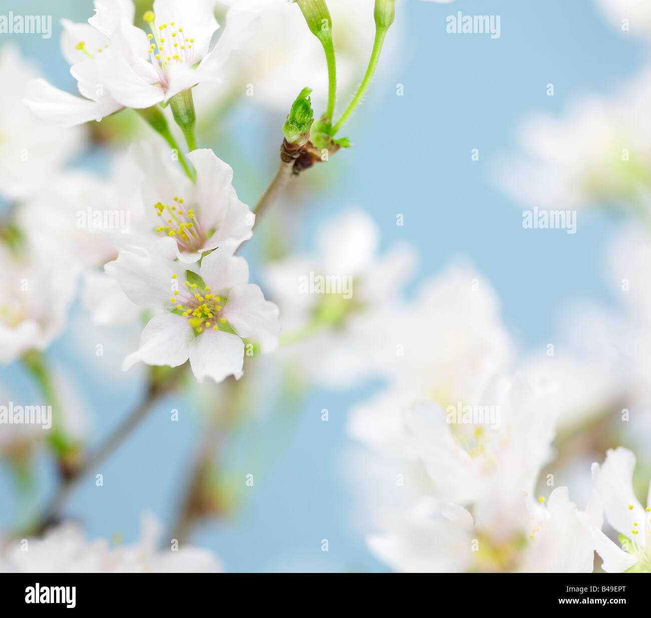 Prunus incisa la fioritura dei ciliegi fiori Foto Stock
