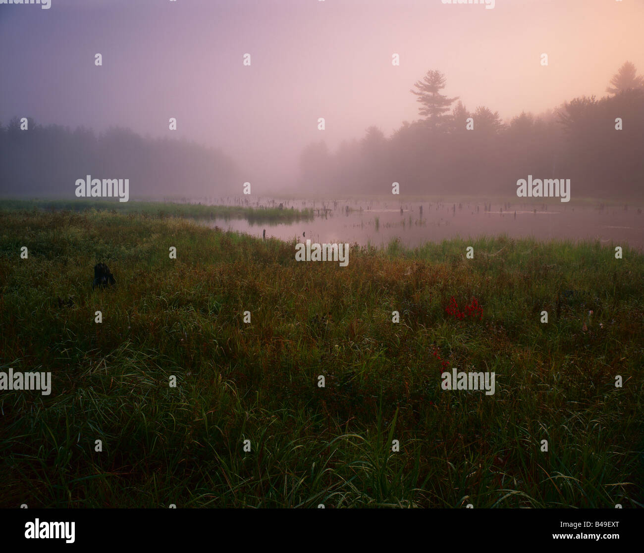 Nebbia di mattina in un nord del New England wetland. I colori dell'autunno dell'erbe stanno cominciando a mostrare attraverso. Foto Stock