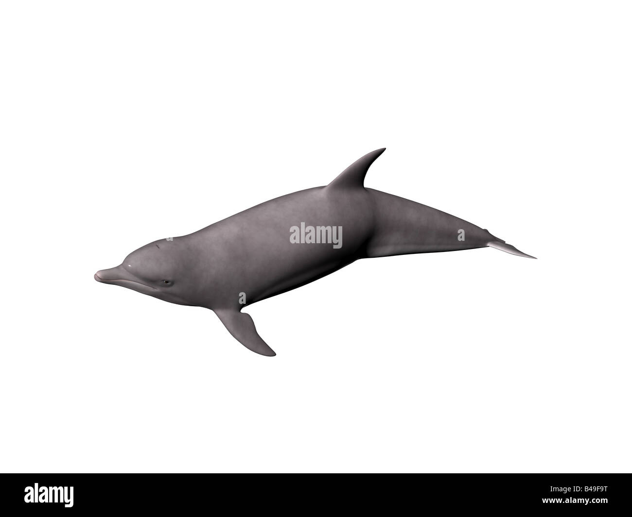Dolphin isolato Foto Stock Dolphin isolato Foto Stock