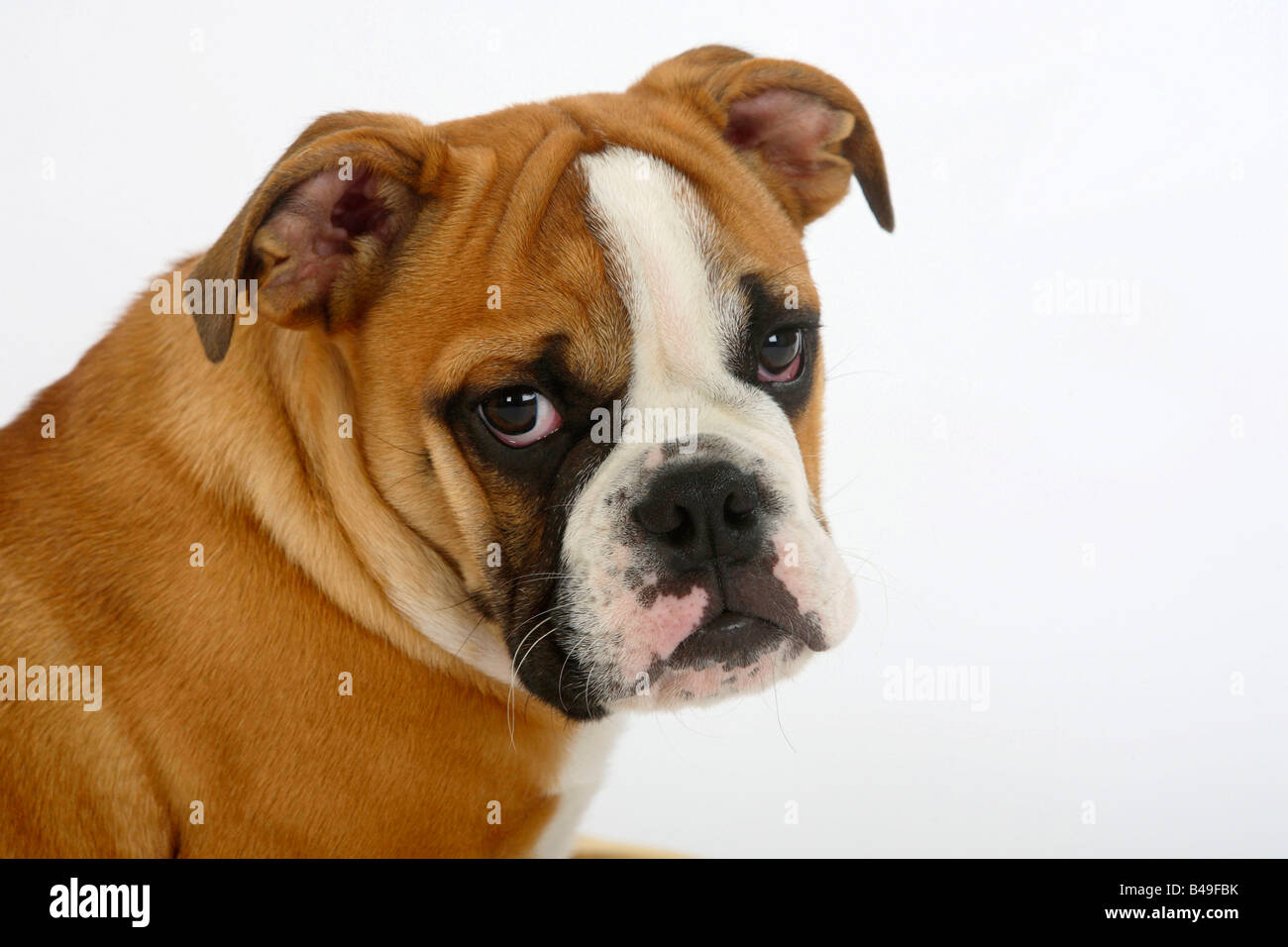 Bulldog inglese cucciolo 3 mese Foto Stock