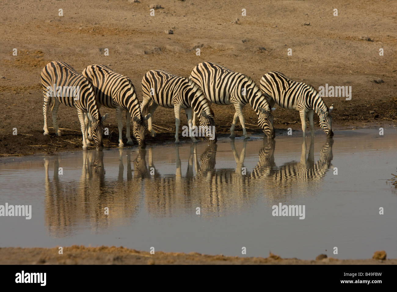 Le pianure Zebra Namibia Foto Stock