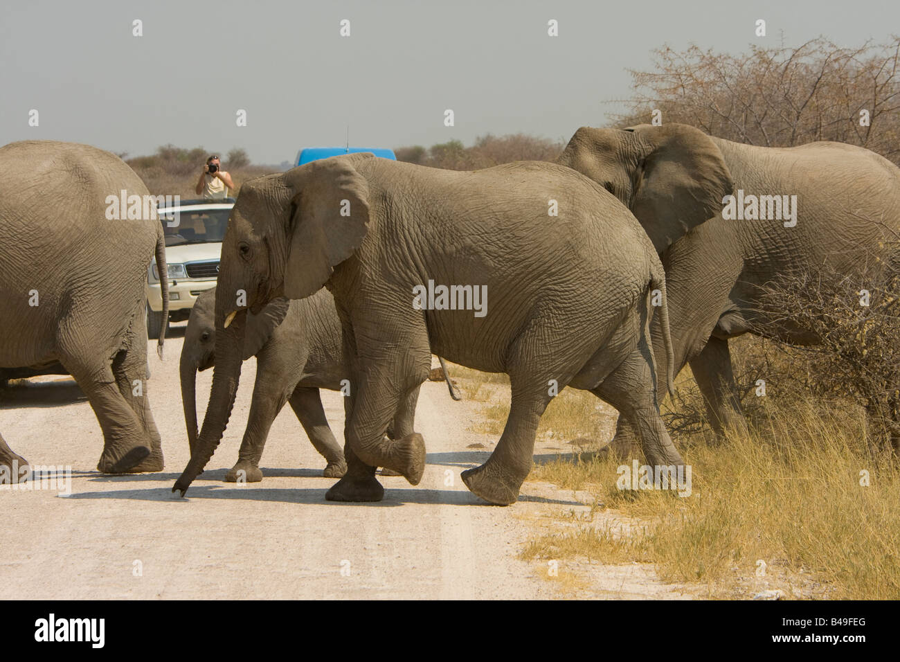 I turisti a guardare gli elefanti strada attraversa il Parco Nazionale di Etosha Namibia Foto Stock