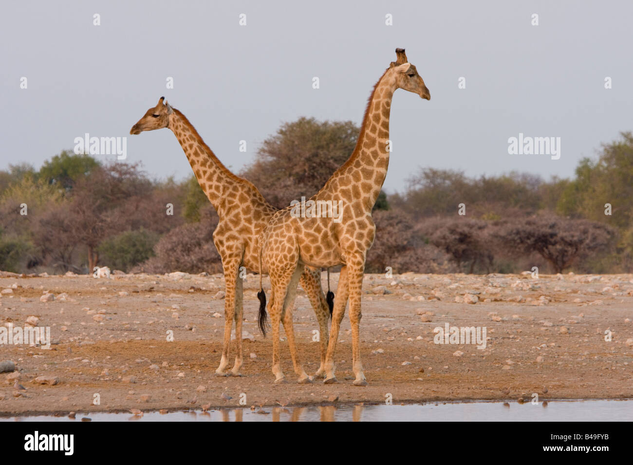 Sud della giraffa camelopardalis Giraffa Etosha National Park Namibia Foto Stock