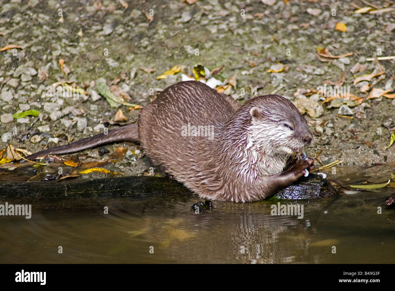Asian breve artigliato lontra (Amblonyx cinereus) Foto Stock