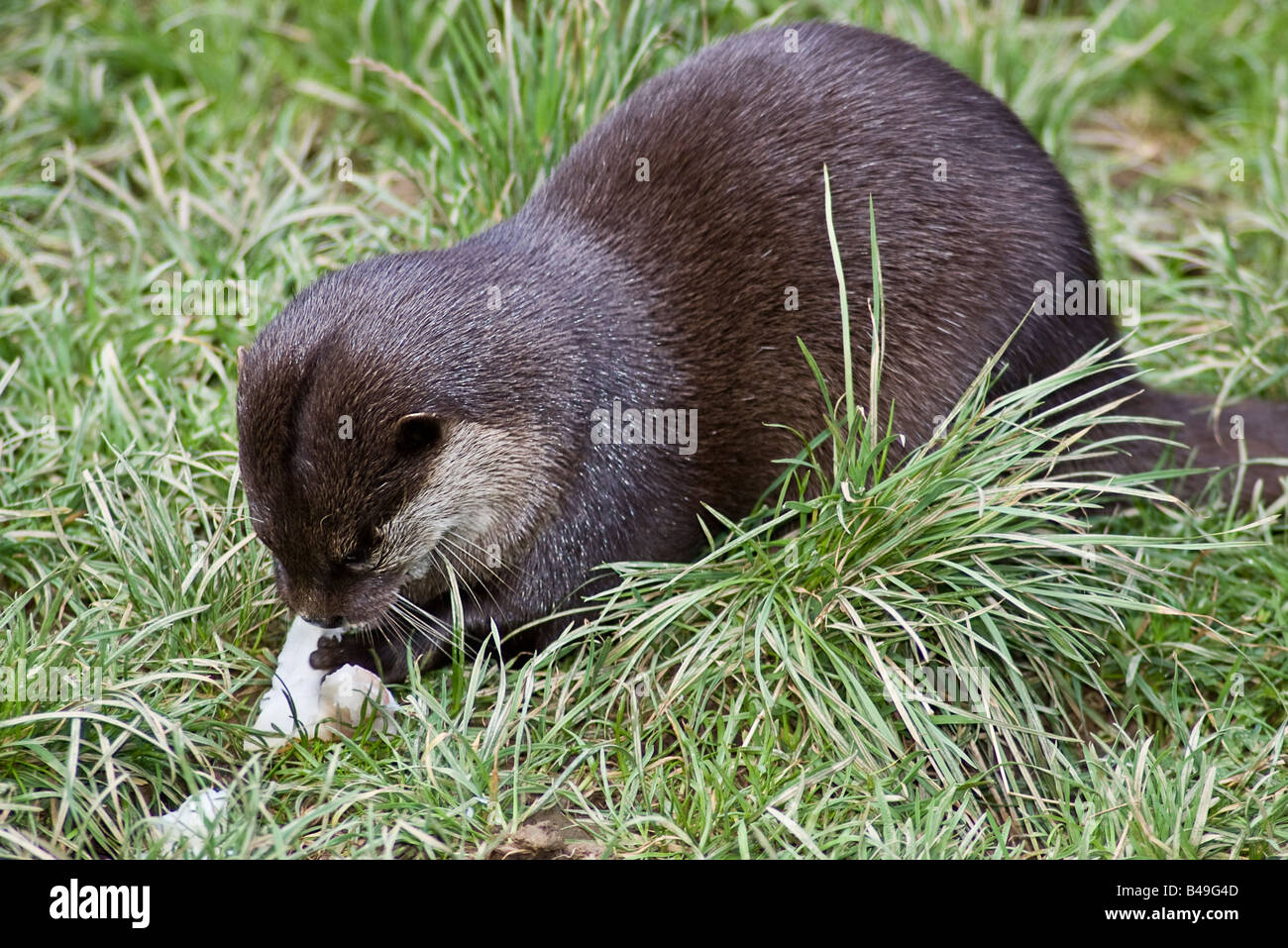 Asian breve artigliato lontra (Amblonyx cinereus) Foto Stock