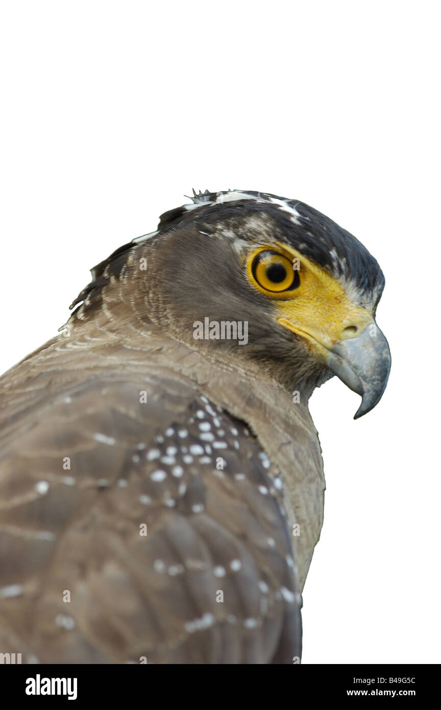 Interruzione di una selvaggia Crested Eagle Serpente nella foresta pluviale in Khao Sok National Park, nel sud della Thailandia Foto Stock