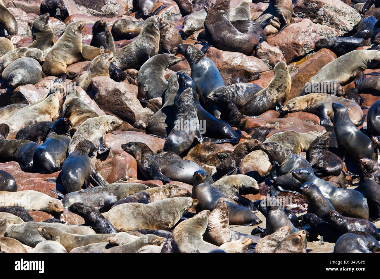 Rosolare le foche (Arctocephalus pusillus), a Cape Cross, Namibia Foto Stock