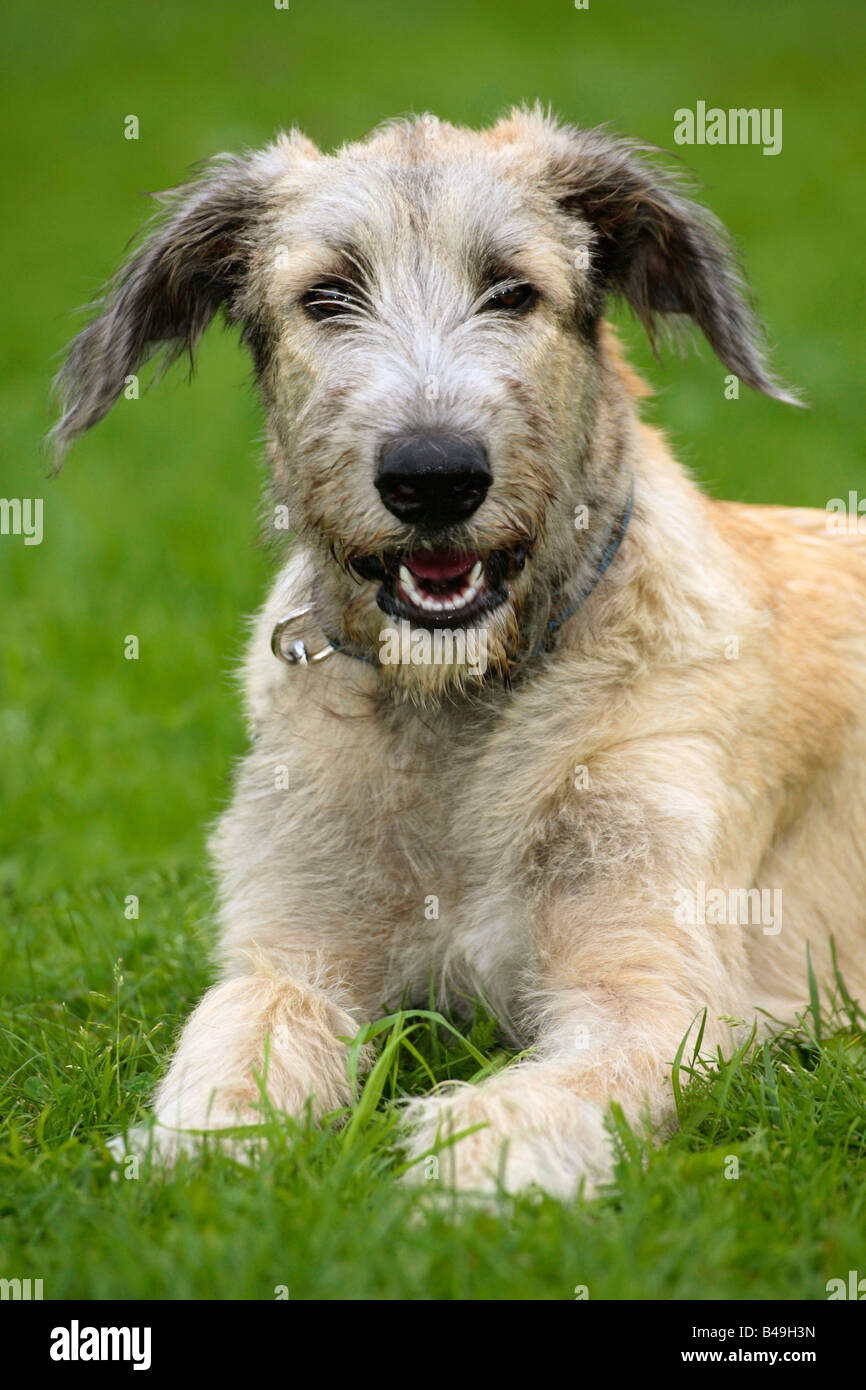 Irish Wolfhound 6 mese Foto Stock