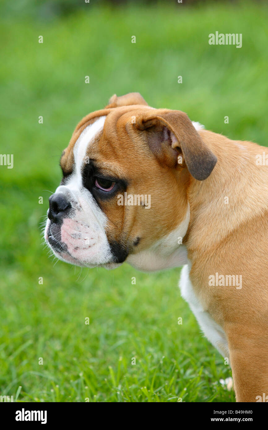 Bulldog inglese cucciolo 3 mese Foto Stock