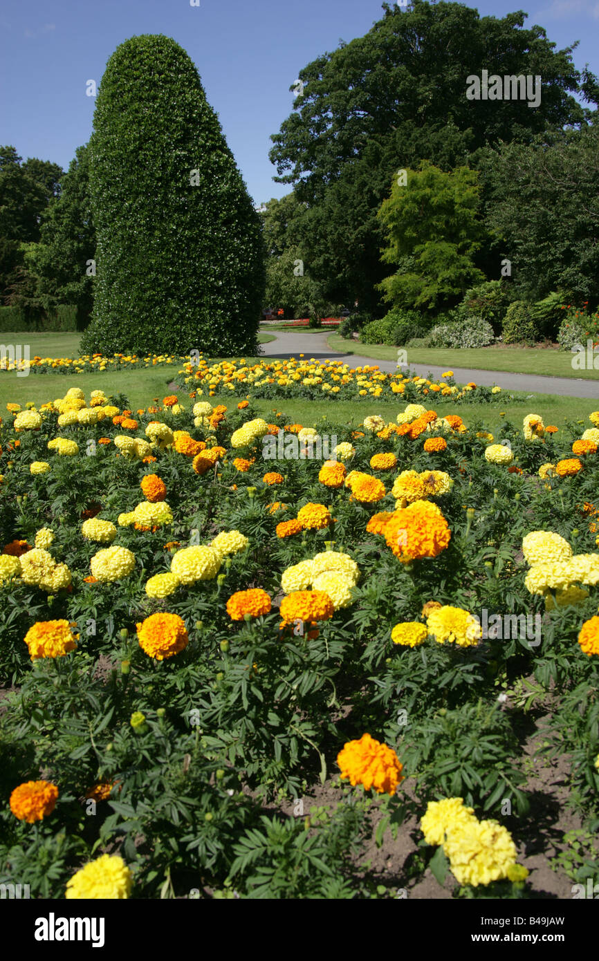 Città di Chester, Inghilterra. Le calendule giallo estate letti di fiori in del Chester Grosvenor Park. Foto Stock