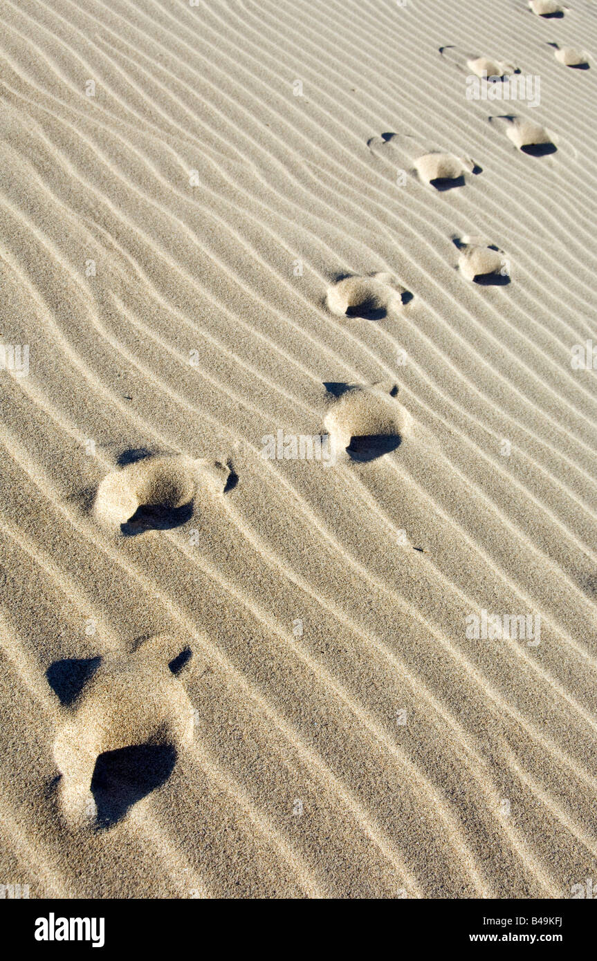 Serie di impronte umane in sabbia ondulata Foto Stock