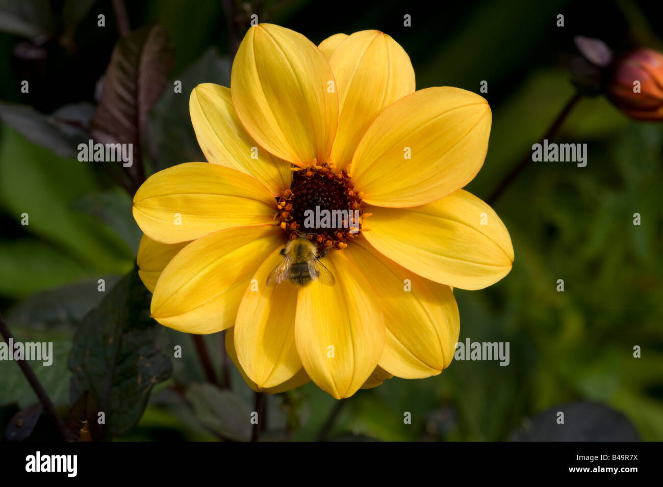 Ape su un giallo fiore dahlia Foto Stock