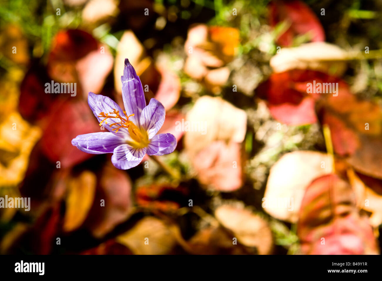 Un crocus fioritura al momento sbagliato dell'anno mentre le foglie di autunno sono in calo la pianta ha deciso di molla nella vita in un gar Foto Stock