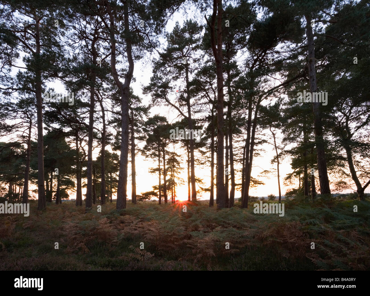 Alberi di pino in Enclosure Wilverley al tramonto New Forest National Park Hampshire Inghilterra Foto Stock