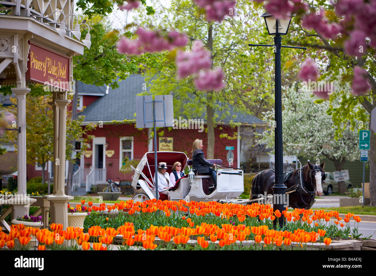 Cavallo e carrozzella fuori del Principe di Galles Hotel (costruito nel 1864) circondato da coloratissimi fiori tulip, Tulipa Foto Stock