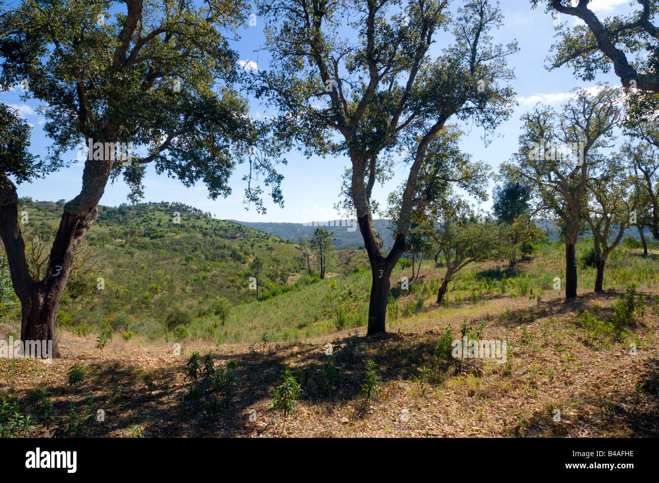 Alberi da sughero nelle colline sopra Loulé Loule, Algarve Portogallo Foto Stock