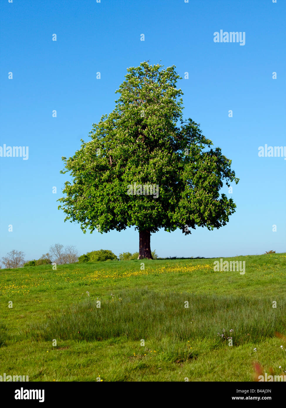 Horse Chesnut Tree tempo di primavera Foto Stock