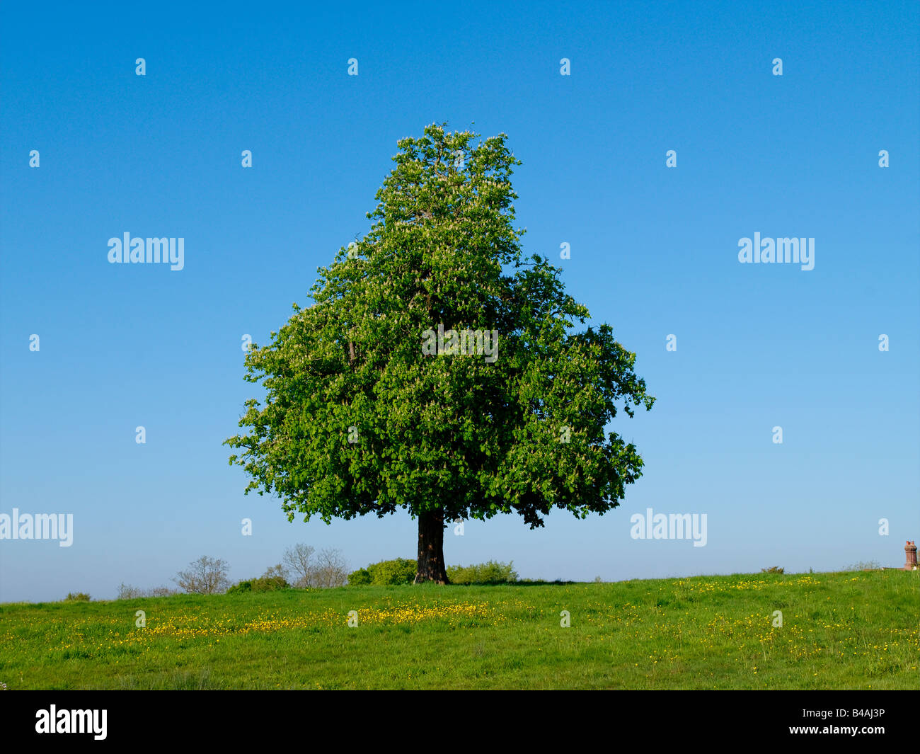 Horse Chesnut Tree tempo di primavera Foto Stock