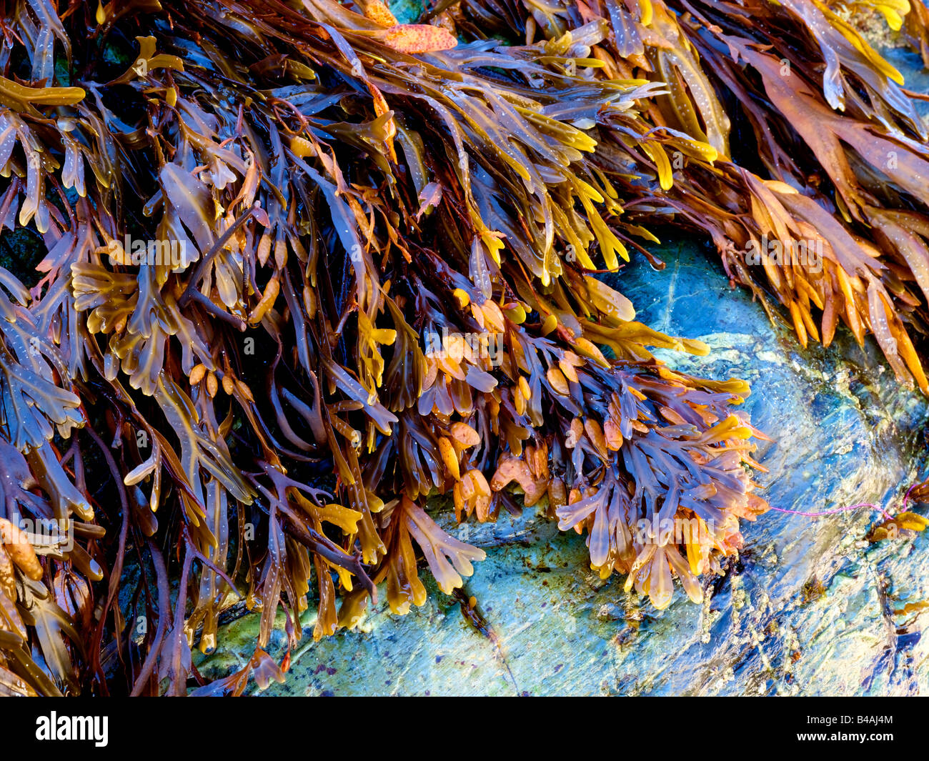 St Ives Cornwall, Spiaggia Porthgwidden alghe marine Foto Stock