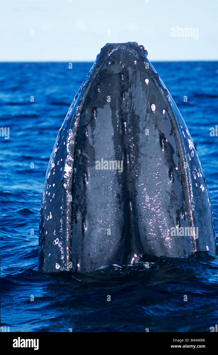 Humpback Whale (Megaptera novaeangliae) argento banche, Repubblica Dominicana Foto Stock