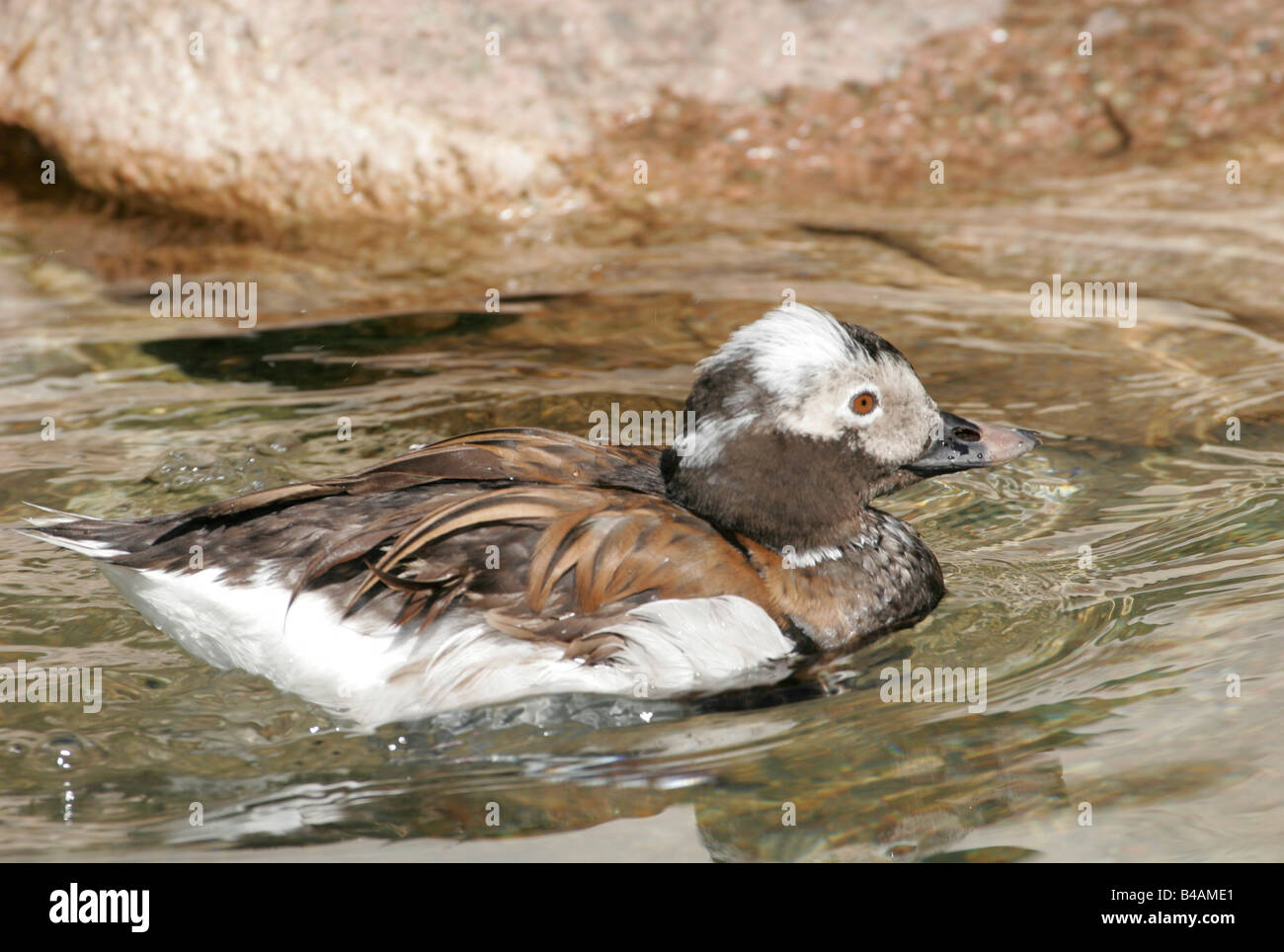 Zoologia / animali, uccelli / bird, anatre, Long-tailed Duck, (Clangula hyemalis), nuoto su acqua, Walsrode, Germania, distribuzione: Nord America, Europa, Asia, Additional-Rights-Clearance-Info-Not-Available Foto Stock