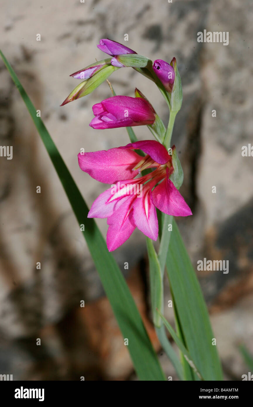 La botanica, spada lily, (Gladiolus), Gladiolus illyricus, fiori e boccioli a sparare, Additional-Rights-Clearance-Info-Not-Available Foto Stock