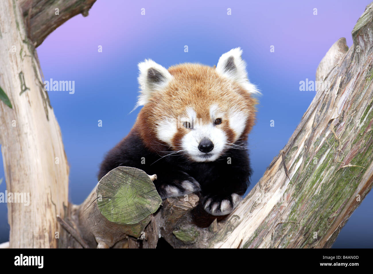 panda minore Foto Stock