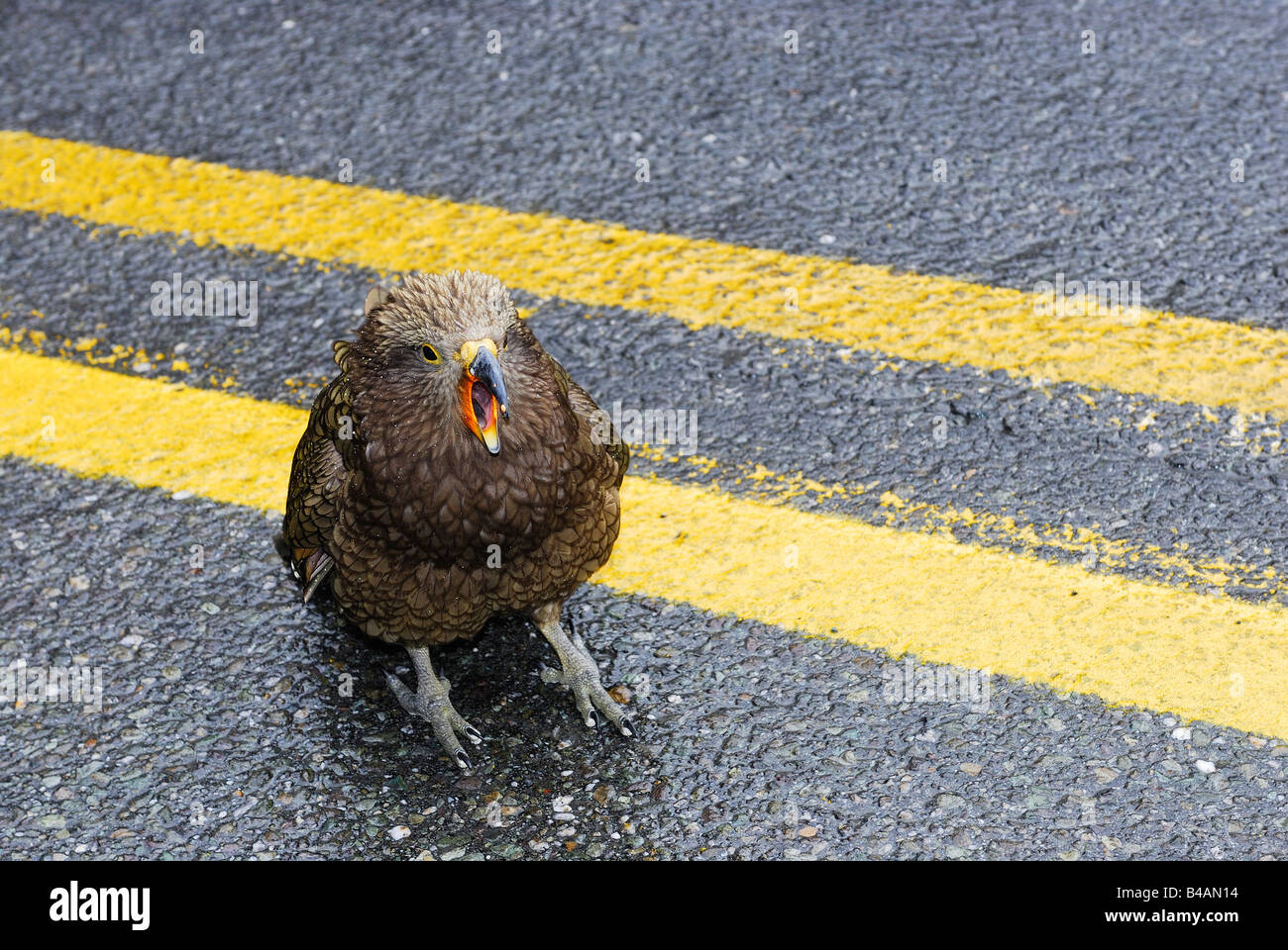 Il pianto kea seduta su una strada nuova zelanda Foto Stock