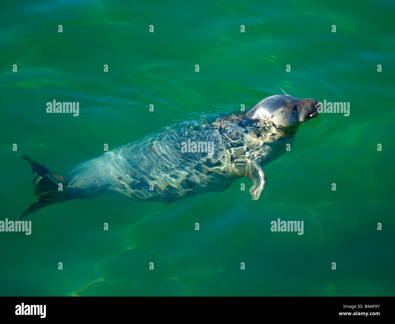 Guarnizione grigio nelle acque intorno a St Ives Cornwall Foto Stock