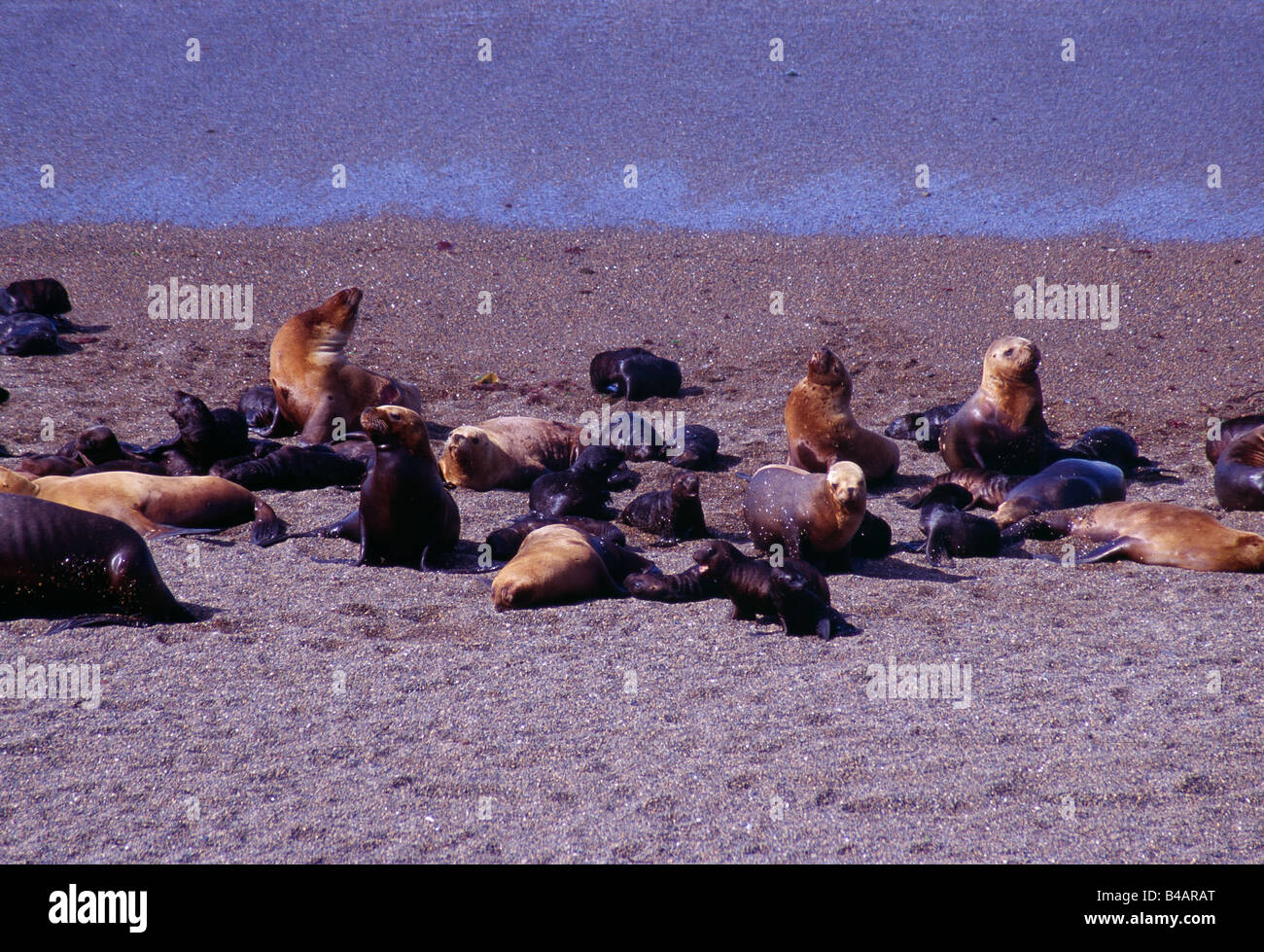 Penisola Valdes, Area Protetta Foto Stock