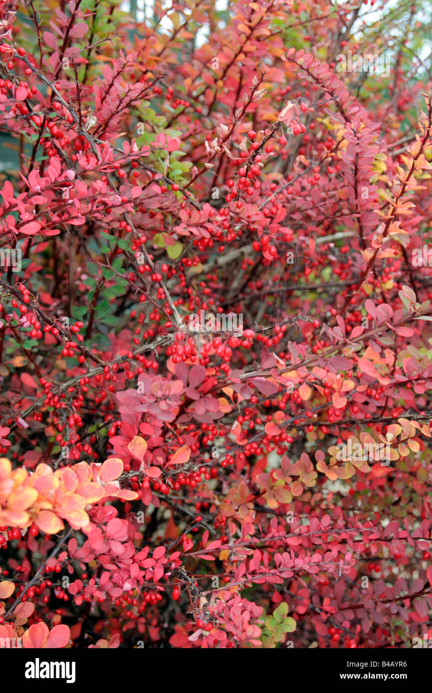 BERBERIS WILSONII Colore di autunno Foto Stock