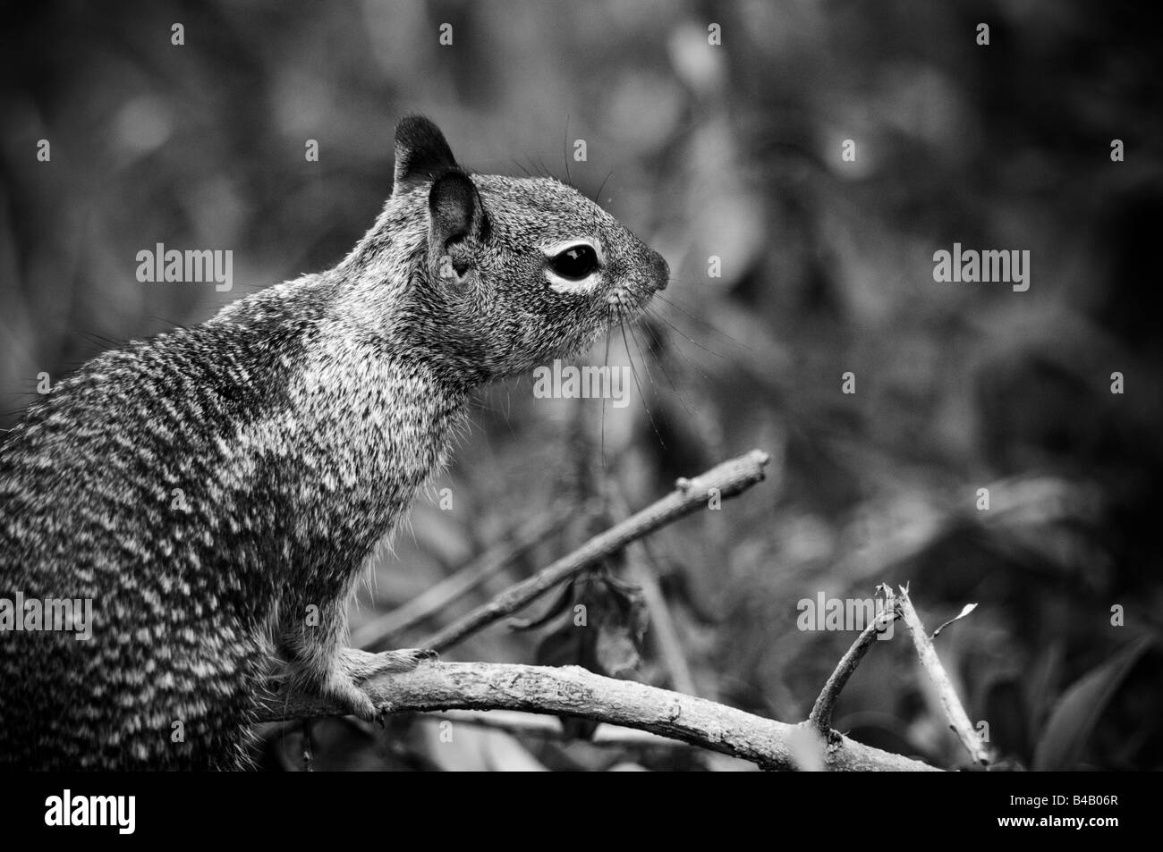Foto in bianco e nero di un terreno in California lo scoiattolo appollaiato su un ramoscello. Foto Stock