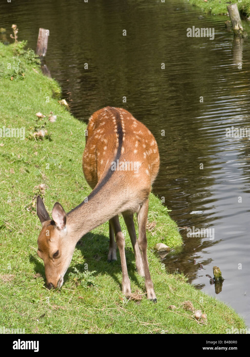 Cervi nel parco all'Aia, Paesi Bassi Foto Stock