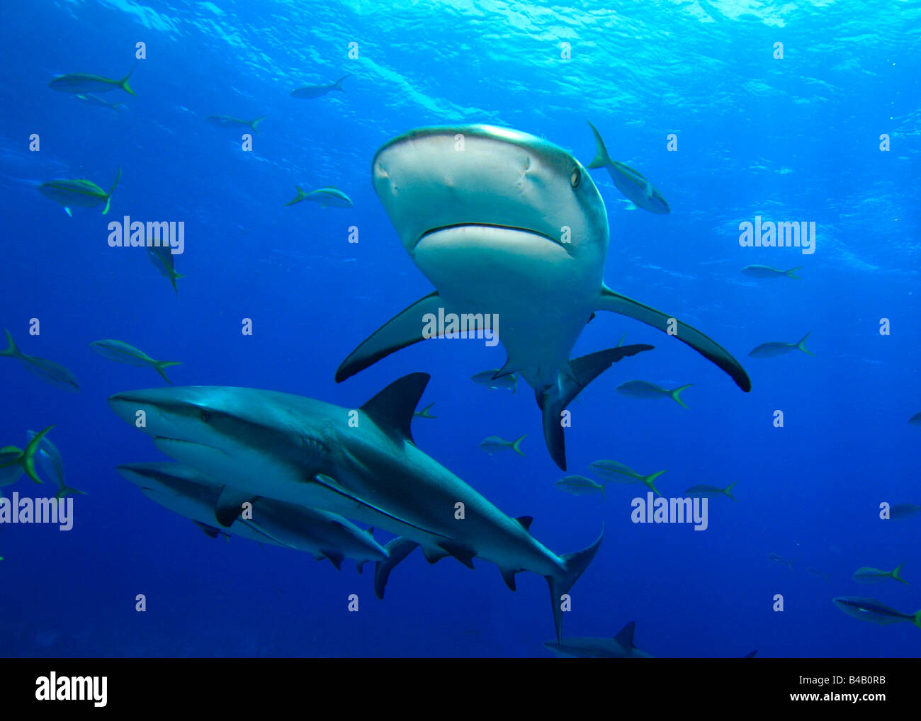 Caraibi squali di barriera Foto Stock